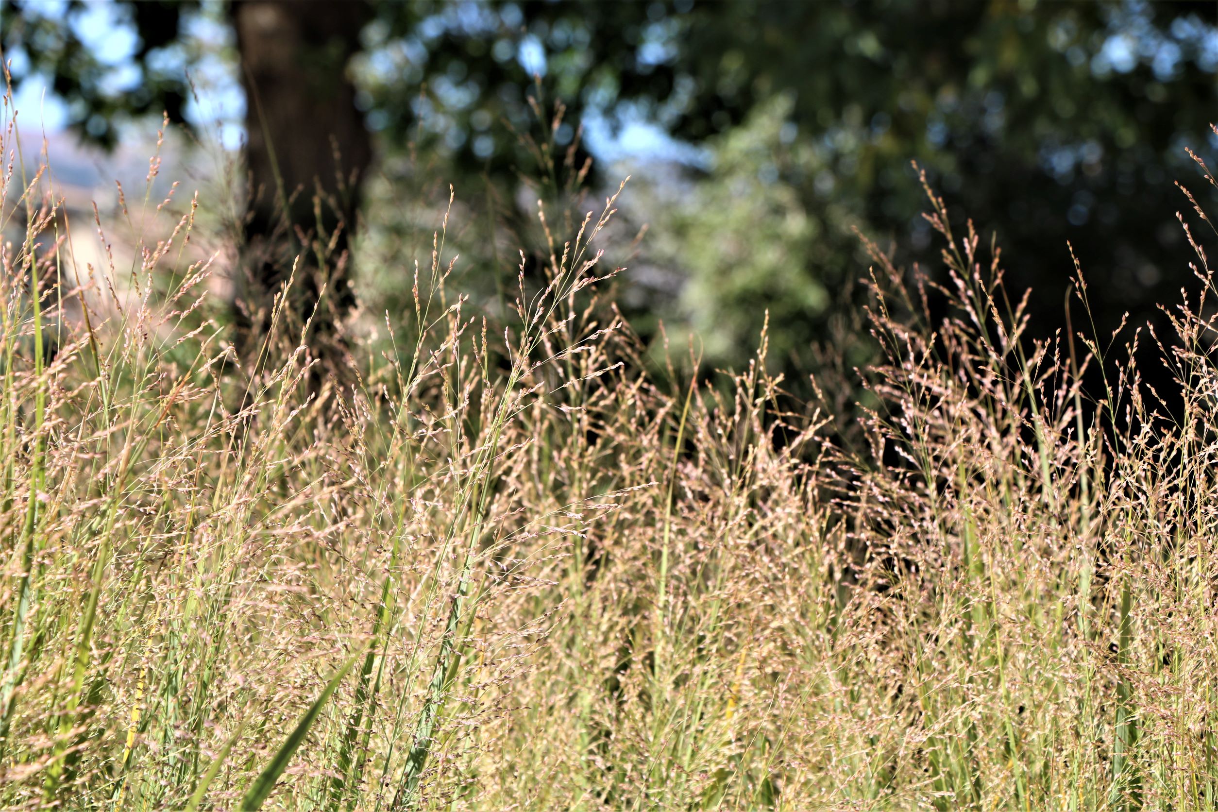 Northwind Switchgrass